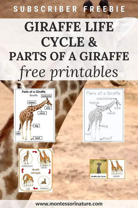 Giraffe Life Cycle and Parts of a Giraffe - Free Printable - Montessori Nature Hands On Learning Activities, Giraffe For Kids, Giraffe Printable, Zoo Preschool, Nature Printables, Cycle For Kids, Montessori Parenting, Life Cycles Activities, Preschool Units