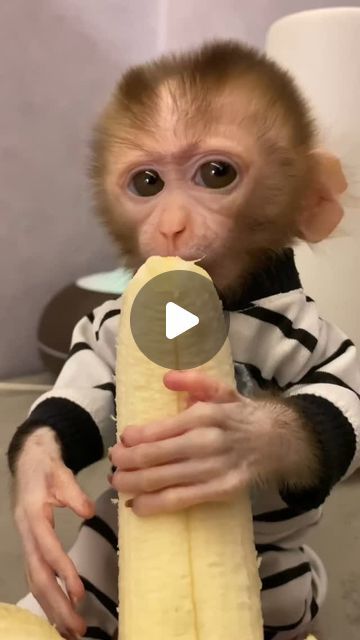 Tiny Monkey, Dance Cakes, Monkey Baby, Wildlife Reserve, Trending Reels, Little Animals, Baby Monkey, Little Monkeys, The Animals