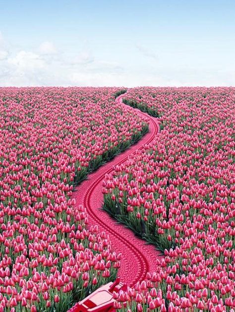 Pink Land Pink Tulips, Flower Field, Pretty Pink, Love Flowers, Pretty Flowers, Beautiful World, In The Middle, Beautiful Gardens, Flower Power