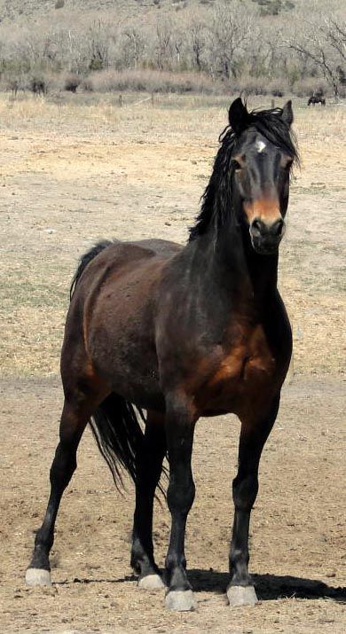 Brown Horses, Morgan Horses, Horses Photography, Barrel Racing Saddles, Beautiful Horses Photography, Equestrian Aesthetic, Horse Show Clothes, Barrel Racing Horses, Morgan Horse