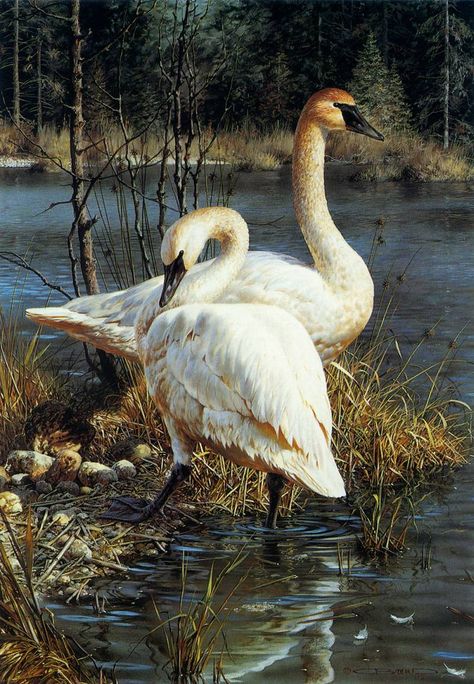 Carl Brenders, Zoo Art, Trumpeter Swan, Mute Swan, Realistic Oil Painting, Foto Transfer, Underwater Animals, Abstract Floral Art, Animals Artwork