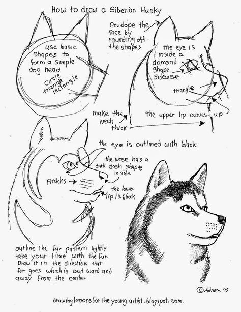 How to Draw Worksheets for The Young Artist: How to Draw A Siberian Husky Free Printable Worksheet Husky Drawing, Land Animals, Sketch Note, Draw Animals, Art Worksheets, Drawing Exercises, Basic Drawing, Drawing For Beginners, Kindness Rocks