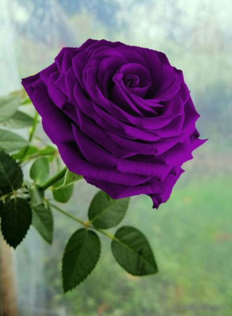 Purple Flowers Garden, Rose Flower Photos, Rose Flower Pictures, Beautiful Flowers Images, Rose Flower Wallpaper, Sun Water, Flower Arrangements Simple, Water Water, Hauntingly Beautiful