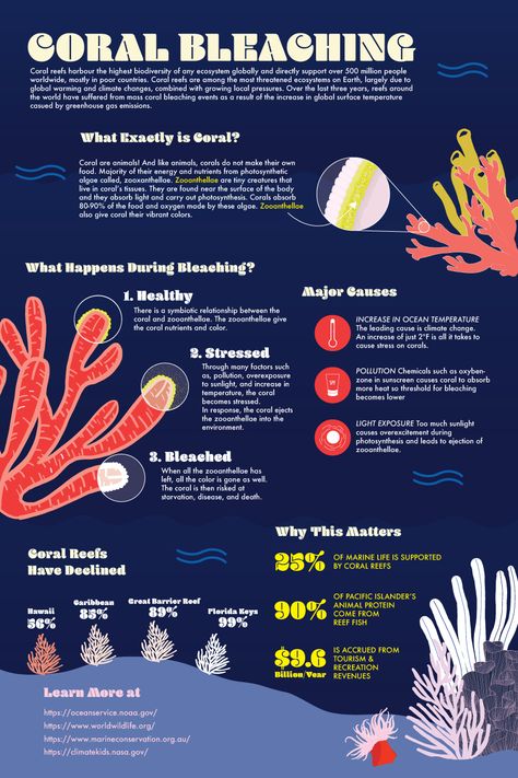 Coral Reef Bleaching, Oceanography Marine Biology, Biology Poster, Scientific Poster, Infographic Inspiration, Beach Clean Up, Coral Bleaching, Infographic Design Layout, Graphic Design Infographic