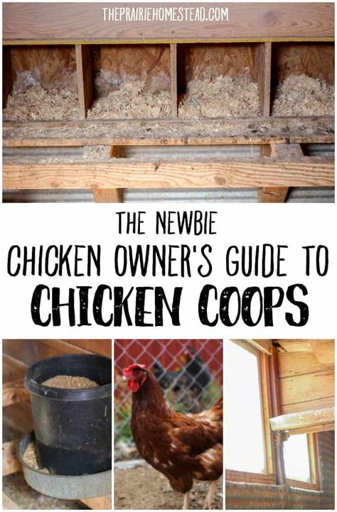 Chickens Homestead, Chicken Coop Winter, Livestock Animals, The Prairie Homestead, Urban Chicken Farming, Prairie Homestead, Homesteading Tips, Garden Board, Chicken Pen