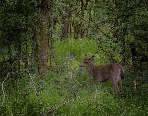 Juniper Core, Cottage Core Background, Core Background, Nun Horror, Cottage Core Grunge, Grunge Forest, Horror Vibes, Cottagecore Icons, Deer In Forest