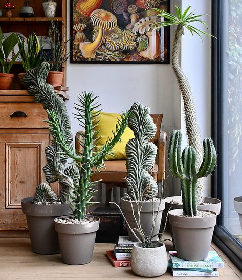 Plants Low Light, Mid Century Modern Garden, Cactus Garden Landscaping, Indoor Cactus, Green Oasis, Plant Decor Indoor, Houseplants Indoor, Interior Plants, Garden Elements