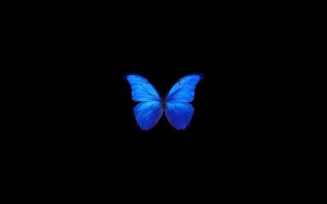 Black Butterfly Wallpaper Laptop, Blue Butterfly Wallpaper Laptop, Butterfly Macbook Wallpaper, Butterfly Pc Wallpaper, Dark Blue Aesthetic Wallpaper Laptop, Butterfly Wallpaper Laptop, Blue Aesthetic Laptop Wallpaper, Butterfly Desktop Wallpaper, Chemistry Quotes