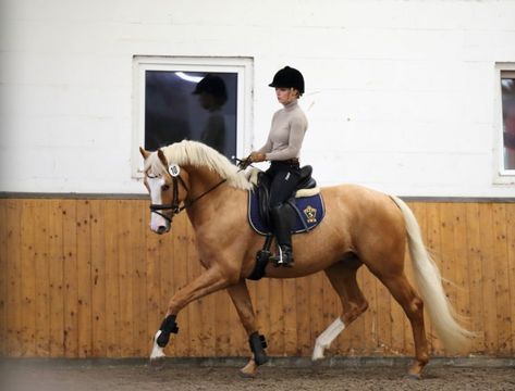 Swedish Warmblood, Warmblood Stallion, Palomino Horse, Farm Lifestyle, Sport Horse, Horse Rider, Horse Lover, Baby Doll, Dream Life