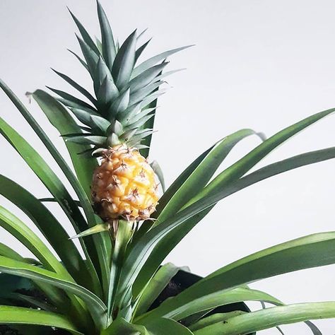 Taking Care Of Plants, Tropical Locations, Pineapple Plant, Pot Image, Vacation Images, Pineapple Planting, Pineapple Top, Boost Your Mood, How To Get Warm