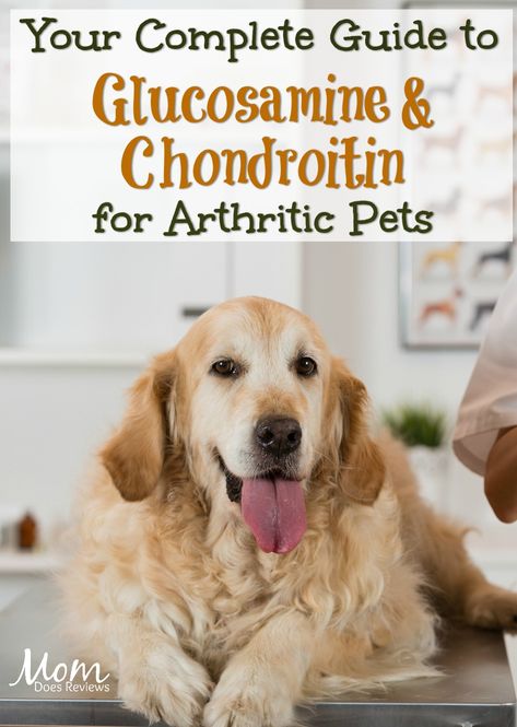 Your Complete Guide to Glucosamine and Chondroitin for Arthritic Pets #dogs #arthritis #pets #pethealth Remedies For Arthritic Dogs, Glucosamine For Dogs, Arthritic Dog, Miracle Workers, Supplements For Dogs, Meds For Dogs, Hypoallergenic Dog Food, Diet Changes, Train Your Puppy