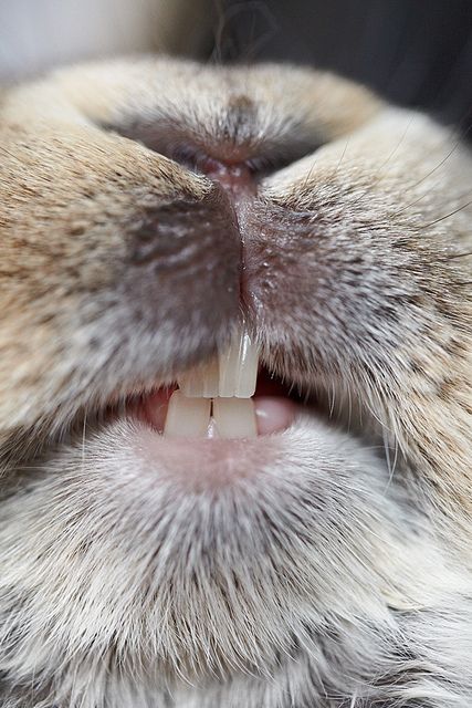 Big bunny smile , and a good chance for humans to see up close what healthy bunny teeth should look like.  Which by the way is a MUST. This is something I believe MANY people thinking about getting a pet rabbit DON'T realize. Therefore a rabbit savvy vet is a must!!! DP Bunny Smile, Regard Animal, Animal Noses, Big Bunny, Rabbit Care, Bunny Pictures, Rabbit Art, Bunny Art, Pet Rabbit