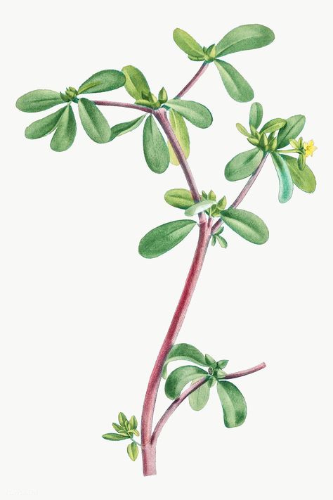 Hand drawn Portulaca Oleracea (Common Purslane) | premium image by rawpixel.com / Aom Woraluck Common Purslane, Purslane Plant, Portulaca Oleracea, Floral Inspiration, Antique Art, Botany, Body Painting, Public Domain, Design Resources