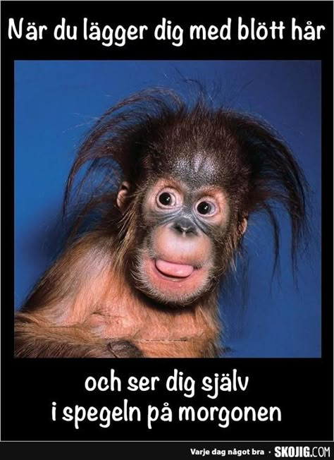 Nar du lagger digger dig... Monkey Tattoos, Baby Orangutan, Monkey Pictures, Monkeys Funny, Cute Monkey, A Monkey, Monkey Business, Animal Pics, Cute Animal Pictures