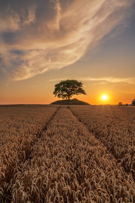 Nature Appreciation, Horse Background, Country Backgrounds, Gold Wallpaper Background, Farm Lifestyle, Fields Of Gold, Photography Pics, Wheat Field, Space Photos