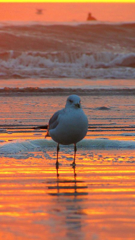 sunset seagull | by smacss Seagulls Aesthetic, Seagull Aesthetic, Ocean Waves Photography, Friend Zone, Waves Photography, Pfp Ideas, Beach Sunset, Ocean Waves, Lighthouse