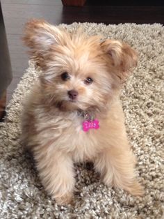 Cuteys on Pinterest | Pomeranian Mix, Poodles and Photo Galleries Pomapoo Puppies, Poodle Mix Puppies, Poodle Haircut, Pomeranian Mix, Puppies Near Me, Toy Poodles, Dog Haircuts, Cute Pomeranian, Pomeranian Puppies