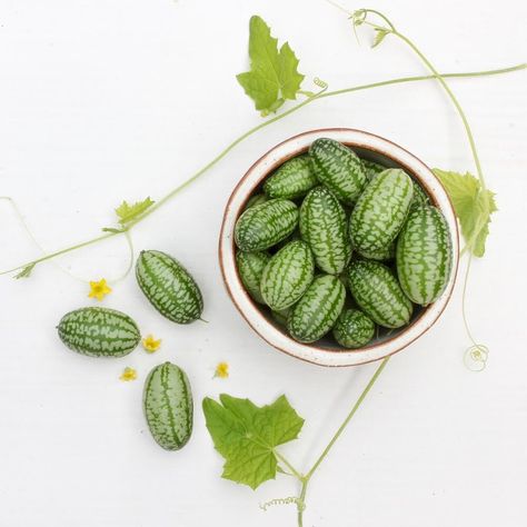 Emily on Instagram: “💚 Cucamelons or Mexican sour gherkins or mouse melons 💚Whatever you call these mini cucumber cousins, they're a delight to grow - very low-…” Ceramic Kitchenware, Mini Cucumbers, You Call, Melon, Cucumber, To Grow, On Instagram, Instagram