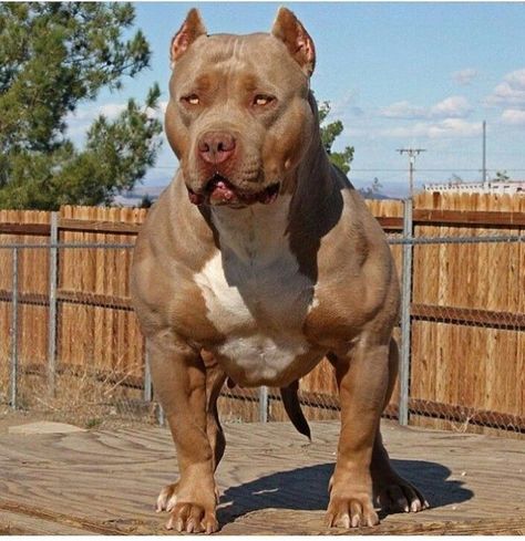 Odio, abandono, muerte, guerra esas y mas cosas he tenido a lo largo … #fanfic # Fanfic # amreading # books # wattpad Chien Cane Corso, Pitbull Dog Breed, Bully Breeds Dogs, Pitt Bull, Big Dog Breeds, Scary Dogs, Huge Dogs, Giant Dogs, Bully Dog