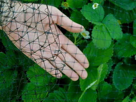 Of all the ways that gardeners try protecting strawberries from birds, bird netting offers the best solution. Learn how to safely protect your strawberries. Garden Mesh, Bird Control, Bird Netting, Garden Netting, Blueberry Bushes, Growing Strawberries, Strawberry Patch, Growing Grapes, Tiny Bird