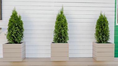 Evergreen Container Plants: Step-by-Step Planting Guide | Davey Tree Evergreen Potted Plants, Front Planters, Evergreen Container, Font Door, Front Door Plants, Emerald Green Arborvitae, Best Front Doors, Privacy Trees, Privacy Plants