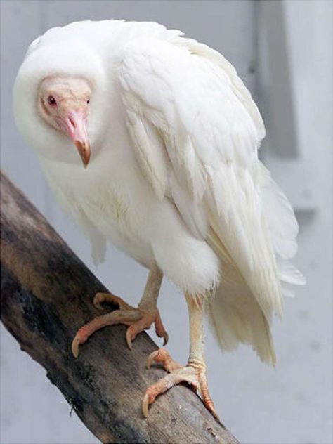 Albino Animal Pictures | Photo Gallery of Cute Leucistic Animals Black Vulture, Rare Albino Animals, Albino Animals, World Birds, Unusual Animals, Rare Animals, West Highland Terrier, Weimaraner, Amazing Animals