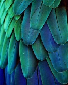 Macro Fotografia, Macaw Feathers, Teal Color Schemes, Analogous Color Scheme, Teal Decor, Color Vision, Color Harmony, Color Psychology, Green Wall