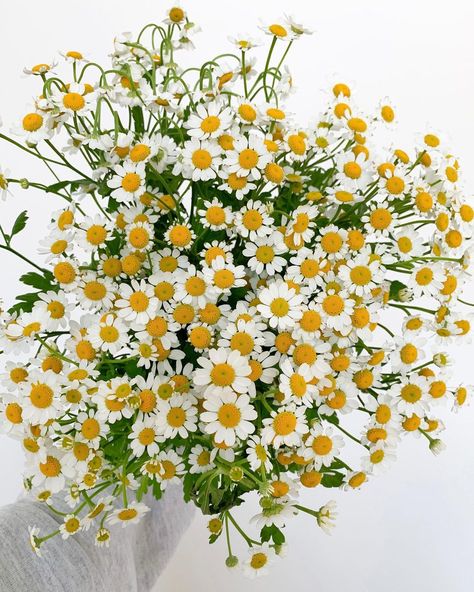 DVFlora on Instagram: “We have more bunches of Fever Few Daisies arriving over the next few days!! Just in time for all the Spring vibes and sunshine 🌞 . Item…” Fever Few Flower, Fever Few, Mimosa Flower, Daisy Wallpaper, Daisy Bouquet, Spring Fever, Spring Vibes, Wedding Invites, Mimosa