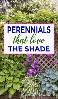 This list of the best shade loving shrubs and perennials is awesome! There are lots of plant options for containers, to grow under trees and that are low maintenance to cover any shade garden landscaping possibilities. #fromhousetohome #gardeningtips #gardenideas #shadegarden #shadeplants Shade Plants Container, Gorgeous Plants, Shade Loving Shrubs, Plants Under Trees, Shade Gardening, Shade Shrubs, Shade Loving Perennials, House To Home, Shade Garden Plants