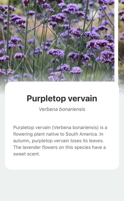 Vervain Plant, Purpletop Vervain, Verbena Bonariensis, Garden Items, Sweet Scents, Plant Collection, Wonderful World, Lavender Flowers, Herb Garden