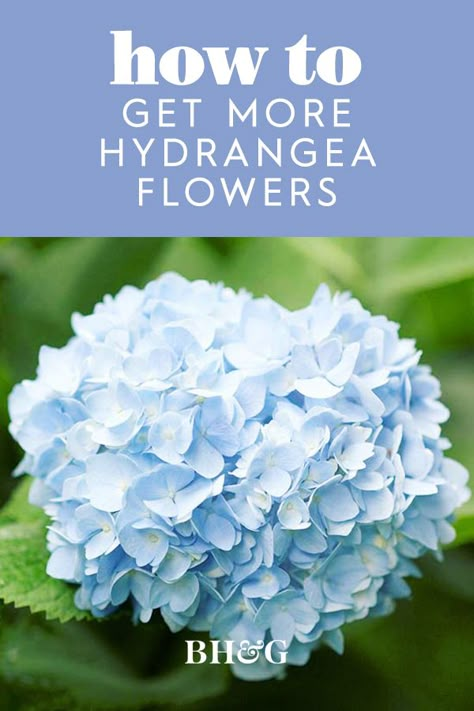 Hydrangea Fertilizer, Garden Flower Arrangements, Hydrangea Plant Care, Flower Garden Wedding, When To Prune Hydrangeas, Dream Garden Wedding, Propagating Hydrangeas, Wedding Cottage, Pruning Hydrangeas