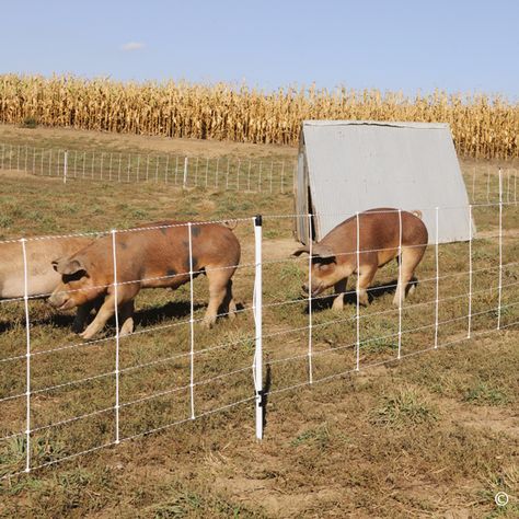 Pig Fence, Pastured Pigs, Hog Farm, Livestock Barn, Raising Pigs, Raising Farm Animals, Chicken Tractors, Pig Pen, Pig House