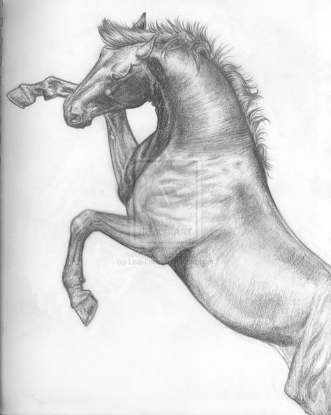 Rearing Horse Drawing, Horse Drawing Tutorial, Skeleton Horse, Drawing Horse, Horse Rearing, Horse Art Drawing, Rearing Horse, Horse Sketch, Horse Anatomy