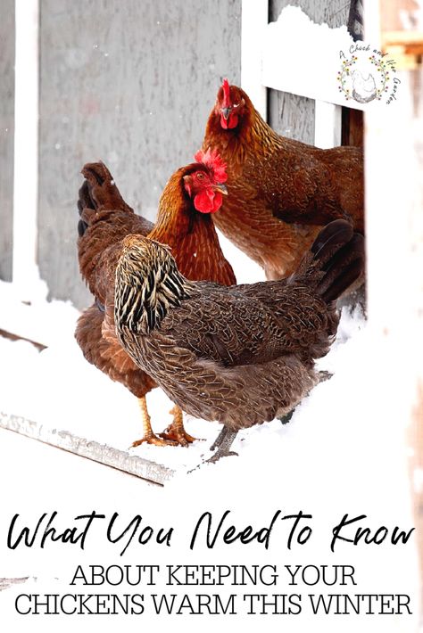 Chickens In Winter, Caring For Chickens, Baby Chicks Raising, Chickens In The Winter, Backyard Poultry, Winter Hacks, Chicken Garden, Keeping Chickens, Free Range Chickens