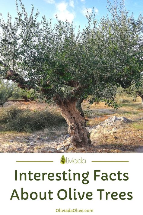 interesting facts about olive trees Olive Tree Orchard, Olive Trees In Garden, Olive Tree Meaning, Olive Tree People, Olive Tree Aesthetic, Sweet Olive Tree, Backyard Trees Landscaping, Russian Olive Tree, Olive Trees Landscape