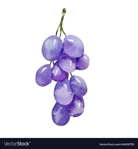 Purple Grapes Drawing, Grapes Watercolor Painting, Cute Purple Drawing, Purple Things To Draw, Watercolour Grapes, Watercolor Steps, Grape Watercolor, Grapes Drawing, Grapes Illustration