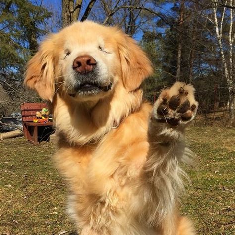 Smiley the blind therapy dog's legacy could be preserved at Berczy Park St John Ambulance, Blind Dog, Therapy Dog, One Eye, Animal Pics, Therapy Dogs, Golden Retrievers, High Five, Happy Animals