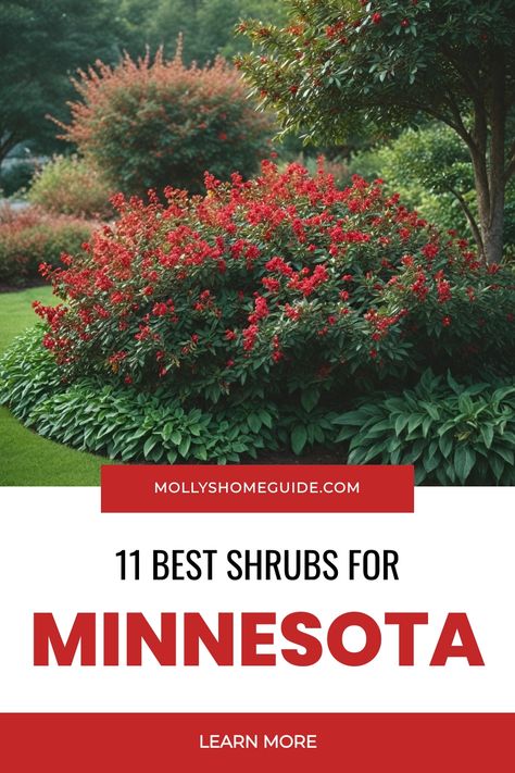 Discover the best shrubs for Minnesota landscapes to elevate your yard! From evergreen options to shade-tolerant varieties, these shrubs are perfect for adding curb appeal. Whether you're looking for shrubs for shade or ones that thrive in Minnesota's climate, find the ideal selections for your outdoor space. Enhance your yard with these top picks of trees and bushes that are well-suited to Minnesota's environment. Shrubs For Shade, Adding Curb Appeal, Spirea Bush, Dogwood Shrub, Minnesota Garden, Winterberry Holly, Shrubs For Landscaping, Minnesota Landscaping, Shade Shrubs