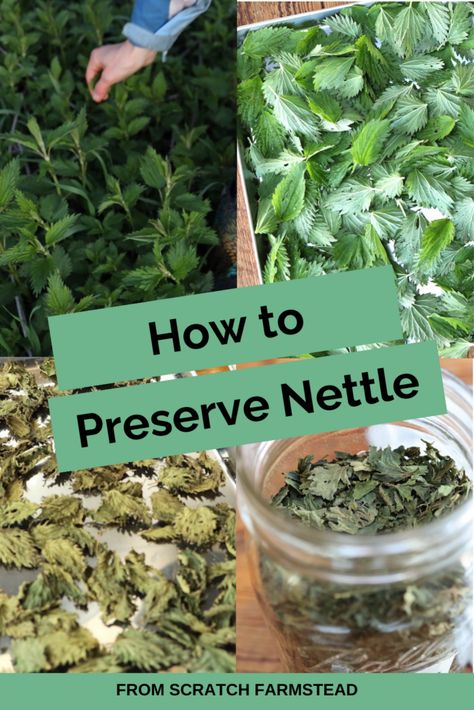 Food Preservation And Storage, Nettle Recipes, Food Preservation Methods, Nettle Soup, Ant Bites, Foraging Recipes, Medicinal Herbs Garden, Stinging Nettle, My Morning Routine