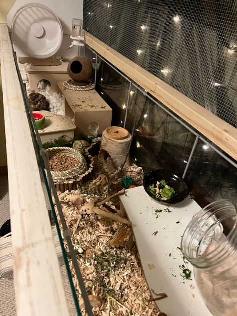 Syrian Hamster Enclosure, Detolf Hamster Cage, Hampster Cage, Syrian Hamster Cages, Hamster Enclosure, Hamster Ideas, Hamster Habitat, Hamster Care, Hamster Cages