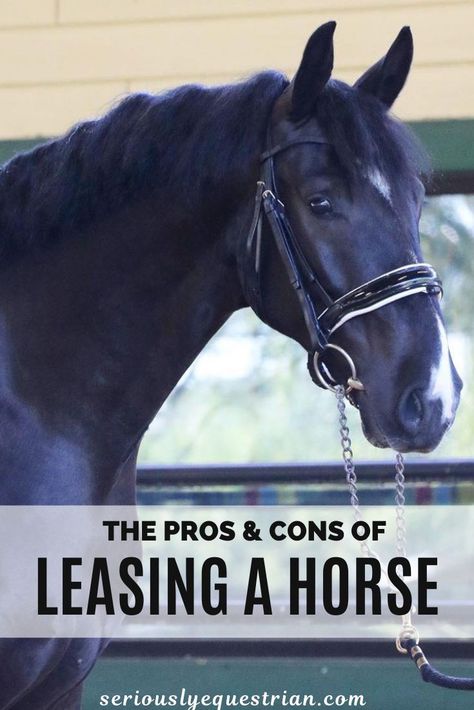 Horse Ownership, Diy Horse, Horse Riding Tips, Horse Dressage, Horse Tips, Pet Vet, Equestrian Lifestyle, Baby Horses, Horse Owner