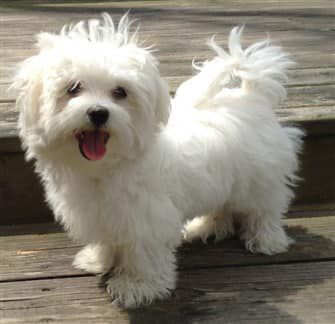 White Maltipoo, Maltese Dogs Haircuts, White Maltese, Dog Sports, Maltese Puppies, Dog Haircuts, Therapy Dog, Havanese Puppies, Havanese Dogs