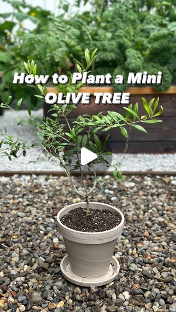 Resh Gala | Organic Gardener on Instagram: "OLIVE TREES have my heart right now! They are beautiful, understated, elegant and elevate any space!  However there are too many fake ones doing the rounds in home decor these days. Why buy a fake one when you can grow your own at home?  When planting an olive tree big or small, indoors or outdoors, soil selection is key to success.  Most potting mixes are too dense for olive trees. Instead, use soil that has sand, perlite and compost, which makes it light, fluffy and well draining. Olive trees are Mediterranean plants and too much water will make your plant will suffer greatly.  I use Coast of Maine’s Organic Cactus & Succulent Mix called Mountain Desert Island Blend and my mini olive tree has been loving it!  If you’re growing it indoors, place Growing Olive Trees Indoors, Olive Bonsai Tree, Olive Trees In Pots, Olive Tree Bonsai, Mountain Desert, Growing Olive Trees, Olive Plant, Tree Stem, Indoor Tree