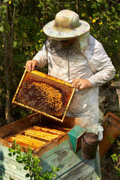 Beekeeper. The beekeeper has control over a framework with honey , #AFFILIATE, #beekeeper, #Beekeeper, #control, #honey, #framework #ad Beekeeper Art, The Beekeeper, Raising Bees, Aesthetic Health, Tattoo Health, Honey Photography, Honey Brand, Backyard Beekeeping, Honey Benefits