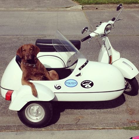 dogs in sidecars | Recent Photos The Commons 20under20 Galleries World Map App Garden ... Biker Dog, Vintage Moped, Vintage Cars 1950s, Vespa Scooter, Moped Scooter, Lambretta Scooter, Retro Bike, Vespa Lambretta, Vespa Vintage