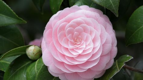 camellia Camilla Flower, Camellia Flower, Flower Soft, Romantic Flowers, Luxury Flowers, Flower Tops, Love Flowers, Pretty Flowers, Garden Inspiration