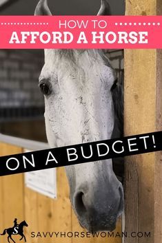 How To Afford a Horse on a Budget by Savvy Horsewoman Gorgeous Paintings, Horse Ownership, Buy A Horse, Horse Information, Horse Care Tips, Horse Facts, Horse Riding Tips, Horse Training Tips, Horse Tips