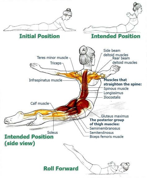 Cat Cow Exercise, Yoga Anatomy, Posture Exercises, Trening Abs, Yoga Stretches, Improve Posture, Yoga Sequences, Core Muscles, Back Exercises