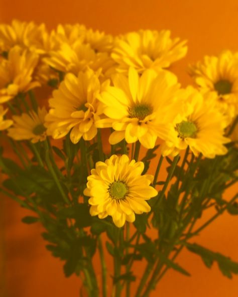 Yellow aesthetic daisy flower. Photography Yellow Daisy Aesthetic, Daisy Flower Photography, Aesthetic Daisy Flower, Daisy Flower Aesthetic, Daisy Aesthetic, Aesthetic Daisy, Yellow Daisy Flower, Yellow Daisy, Flower Photography