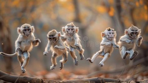 Group of Monkeys Jumping in the Air royalty free stock photo Group Of Monkeys, Monkey Jump, Vector People, Monkeys, Royalty Free Stock Photos, Royalty, Art Drawings, Royalty Free, Stock Images